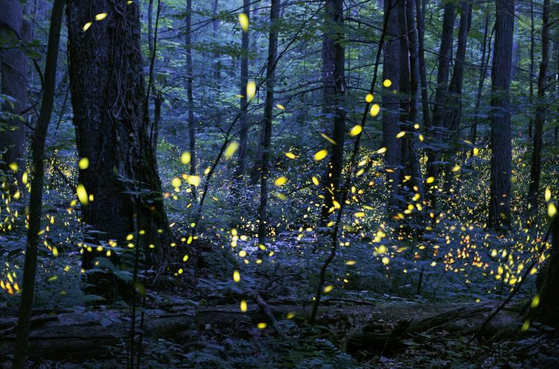 GANADOR CATEGORÍA IMÁGENES ALTERADAS: Synchronous Fireflies. ©Radim Schreiber. Todos los derechos reservados. Lugar de la foto: Great Smoky Mountains National Park, Elkmont, Tennessee